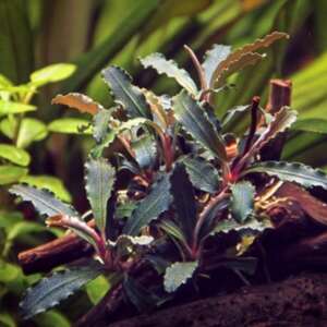 Bucephalandra
