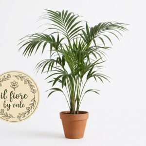 Palma Kentia: Pianta da Interno Resistente e Purificatrice d'Aria