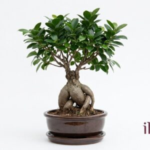 Bonsai Ficus Ginseng Premium