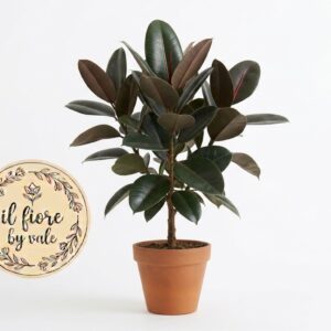 Ficus elastica