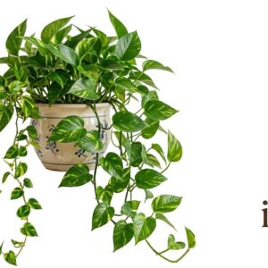 Pothos Aureum Premium