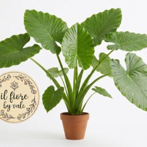 Pianta Orecchie d'Elefante (Alocasia)