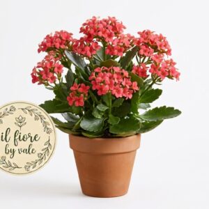 Kalanchoe fiorite e colorate