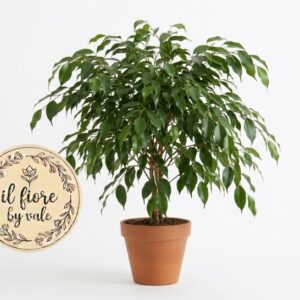 Pianta di Ficus Benjamin: L'Inimitabile Albero da Interno per un Tocco Green