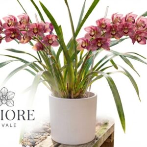 Orchidea Cymbidium