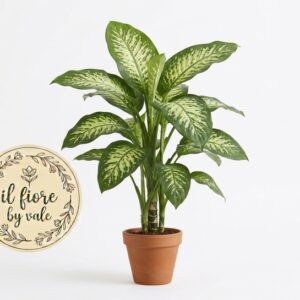 Pianta di Dieffenbachia: L'Eleganza Tropicale dalle Foglie Spettacolari