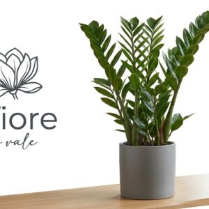 Zamioculcas: Verde Brillante per la tua Casa