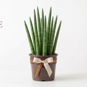Sansevieria Cylindrica Premium