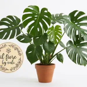 Pianta di Monstera Deliciosa