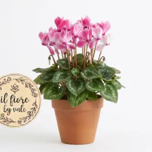 Pianta di Ciclamino Rosa in Vaso di Terracotta