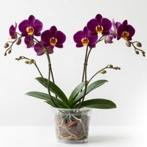 Orchidea Phalaenopsis – L’Eleganza Senza Tempo per i tuoi Interni