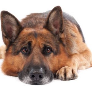 Hundehaftpflicht Frankfurt Darmstadt