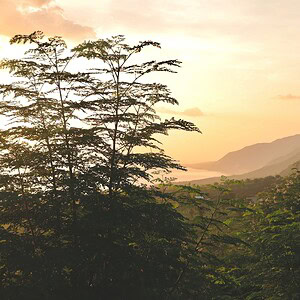 caribbean life of coffee plants