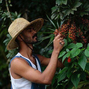 Harvesting coffee