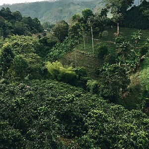 Aerial view of coffee plants in the Colombian mountains – lush green hillsides in Bucaramanga, Santander, where Colombia Decaf Coffee is grown.
