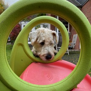 Irish Soft Coated Wheaten Terrier namens Rudi schaut durch zwei Ringe. Rudi ist auch Schulhund.