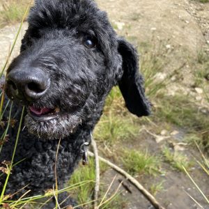 Schwarzer Großpudel namens Zola schaut lustig in die Kamera.