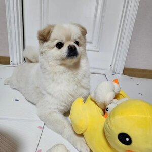 포메라니안