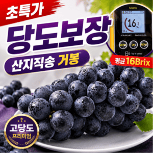 고당도 거봉포도