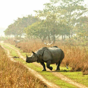 Experiencing the Fierce Wildlife of Assam
