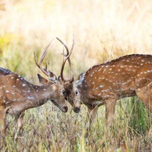 Feel the Thrill of Safari in Madhya Pradesh