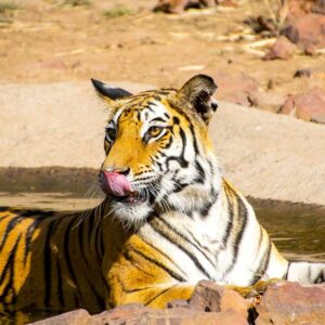 Special Tiger Safari : Covering 4 Parks