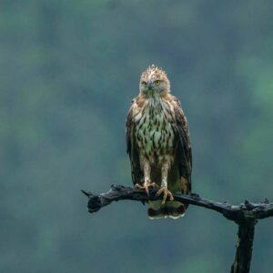 Explore Diverse Safaris in Central India