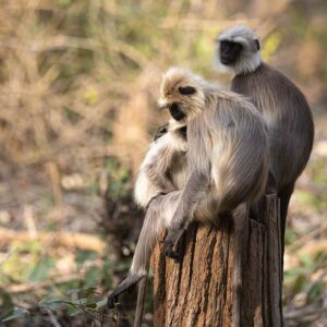 A Drive to Wildlife and Dravidian Glories