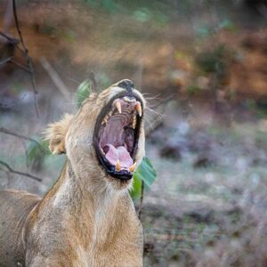 3 Asian Cats Safaris - Gujarat to Aravellis Mountains
