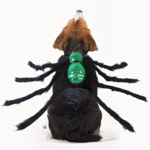 Huisdierkostuum – Spin voor Katten & Kleine Honden | Halloween Outfit