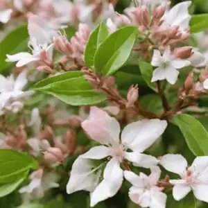 Comprar Abelia en Mallorca (Abelia Grandiflora)