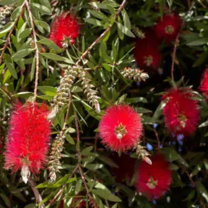 Comprar árbol del cepillo en Mallorca
