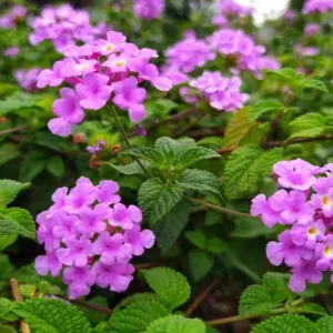Comprar lantana en Mallorca