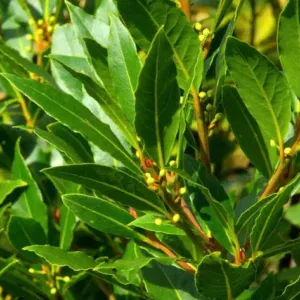 Comprar planta Laurel en Mallorca