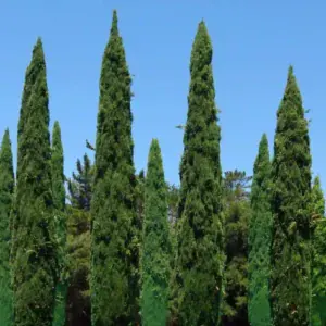 Comprar Cipres Stripta