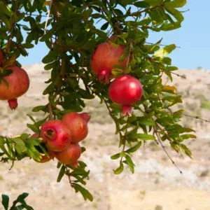 Comprar-Granado-en-Mallorca