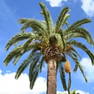 Comprar palmera datilera Mallorca