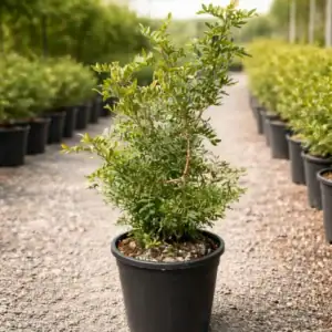 Planta Mata