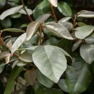 Comprar Elaeagnus ebbingei