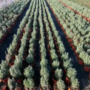 Comprar Lavanda en Mallorca