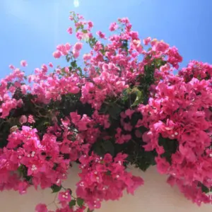 Comprar buganvilla en Mallorca