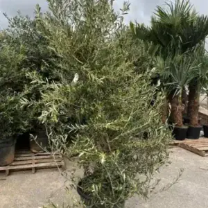 Comprar Cipresino en Mallorca