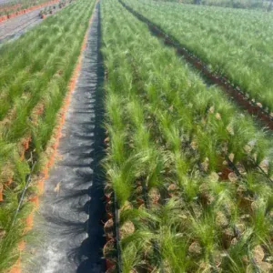 Comprar Stipa Mallorca