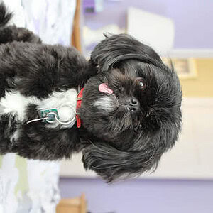 Profile photo of EvergreenSeeker