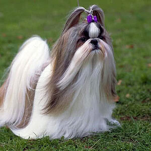 Profile photo of RuneScribe