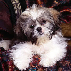 Profile photo of RuneCaller