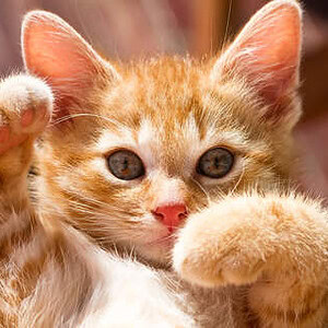 Profile photo of PlaneswalkerWielder