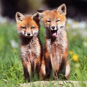 Profile photo of StarfallHacker