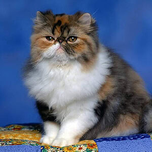 Profile photo of RangerStalker