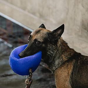 Profile photo of MasterballWarden